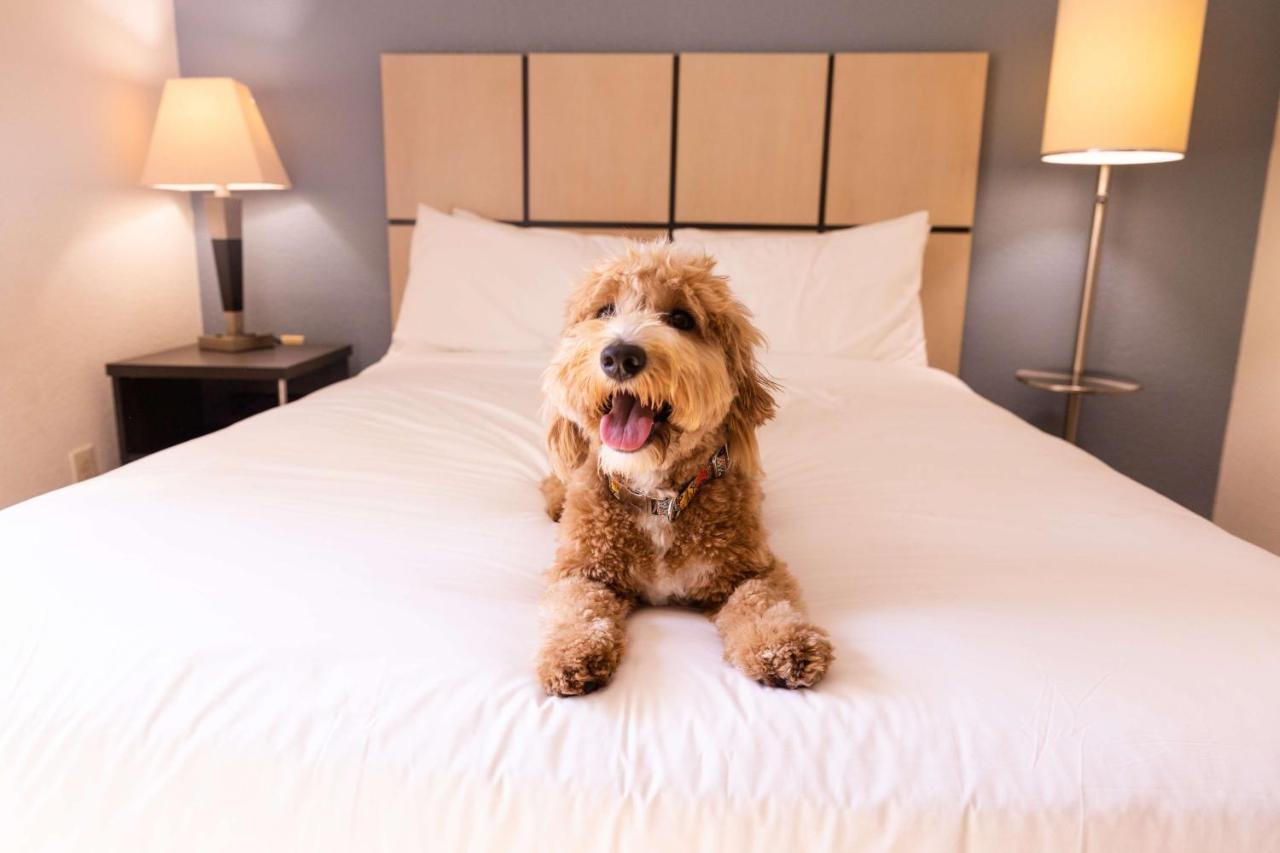 Sonesta Simply Suites Detroit טרוי מראה חיצוני תמונה